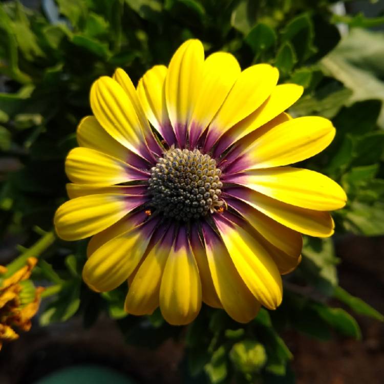 plant image 1563066