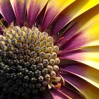 plant image 1564240