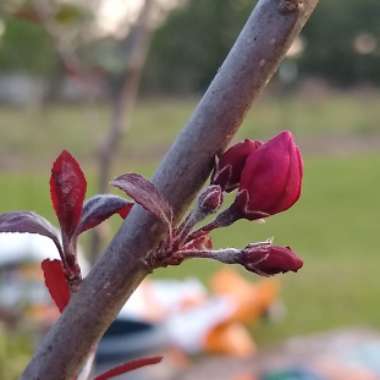 Malus 'Branzam' syn. Malus 'Brandywine'