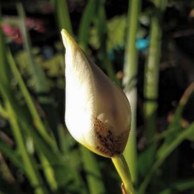 Neomarica Gracilis
