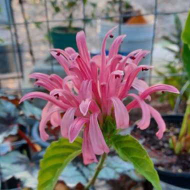 Justicia carnea