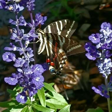 Salvia farinacea 'Strata'