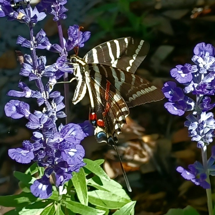 plant image 1593903 plant image 1593903