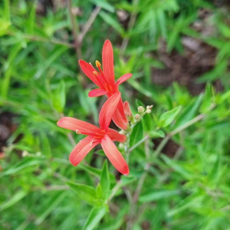 plant image 1598451 plant image 1598451