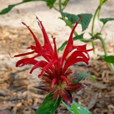 Monarda