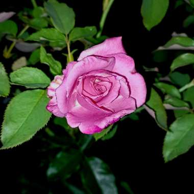 Rosa 'Angel Face'