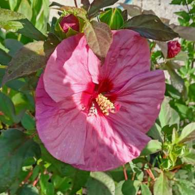 Hibiscus