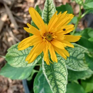 Heliopsis Helianthoides 'Sunstruck' PP22524