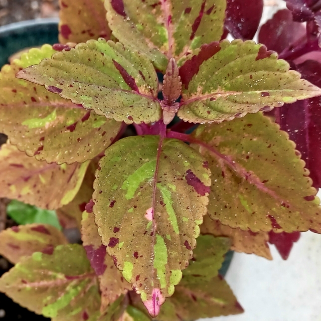 plant image 1618371 plant image 1618371
