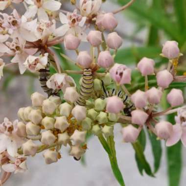 Asclepias incarnata 'Cinderella'