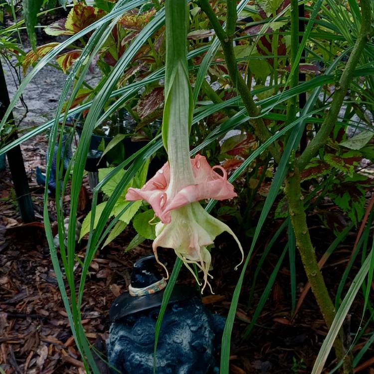 plant image 1624200 plant image 1624200