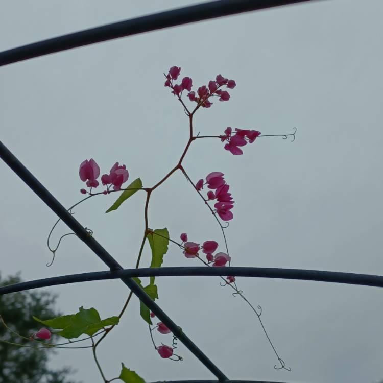 plant image 1625896 plant image 1625896