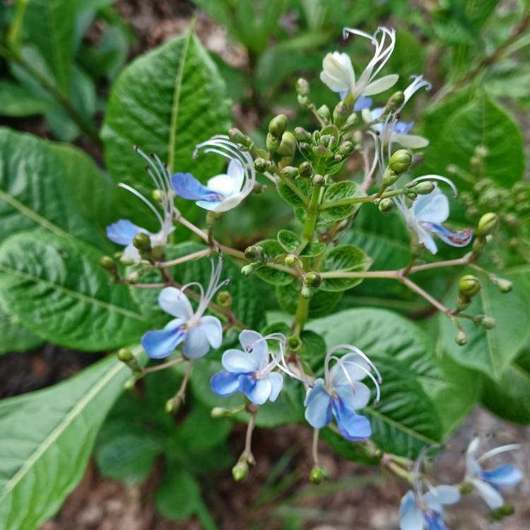 plant image 1625897 plant image 1625897