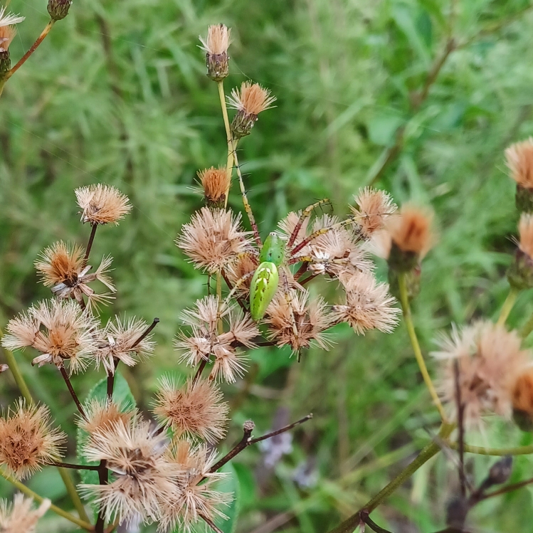 plant image 1626539 plant image 1626539