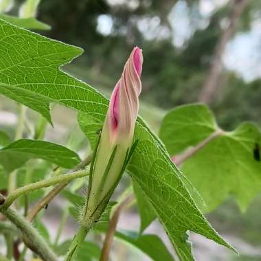 Ipomoea