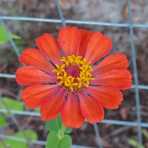 plant image 1626619 plant image 1626619