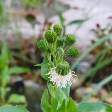 Gymnocoronis Spilanthoides