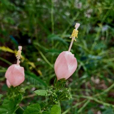 Malvaviscus arboreus var. Drummondii