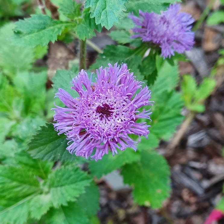 plant image 1626906 plant image 1626906