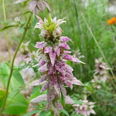 Monarda punctata