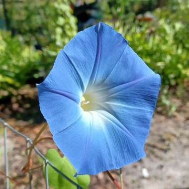 Ipomoea tricolor 'Heavenly Blue'