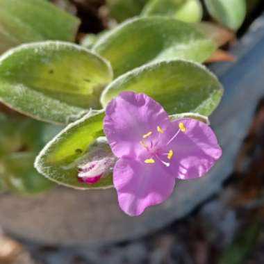 Tradescantia sillamontana
