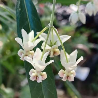 Gomphocarpus 'Hairy Balls'