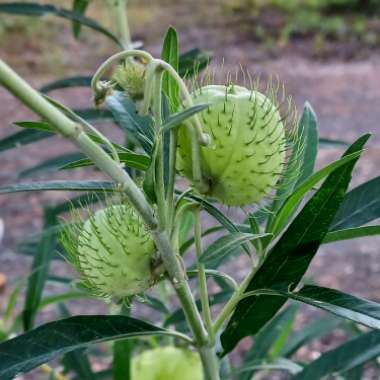 Gomphocarpus 'Hairy Balls'