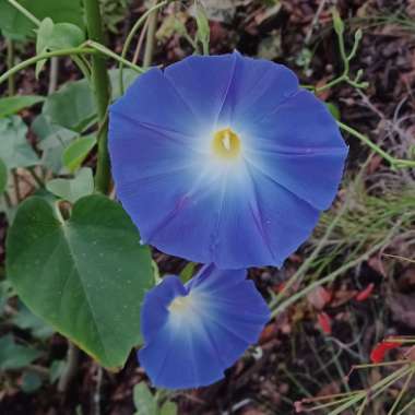 Ipomoea tricolor 'Heavenly Blue'