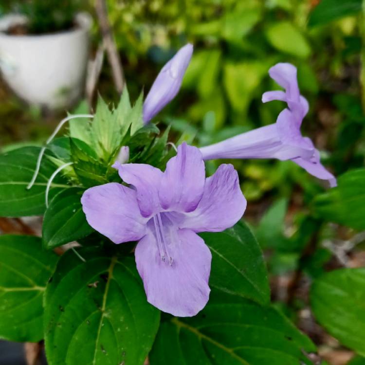 Plant image Barleria cristata
