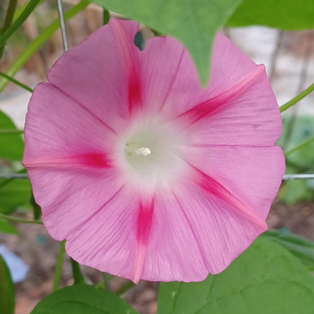 plant image 1640547 plant image 1640547