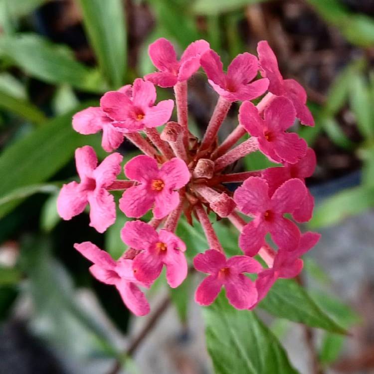 plant image 1645101 plant image 1645101