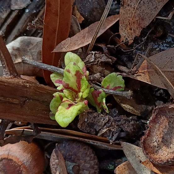 plant image 1645960 plant image 1645960