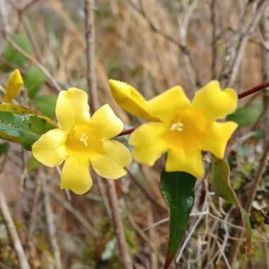 Gelsemium Sempervirens