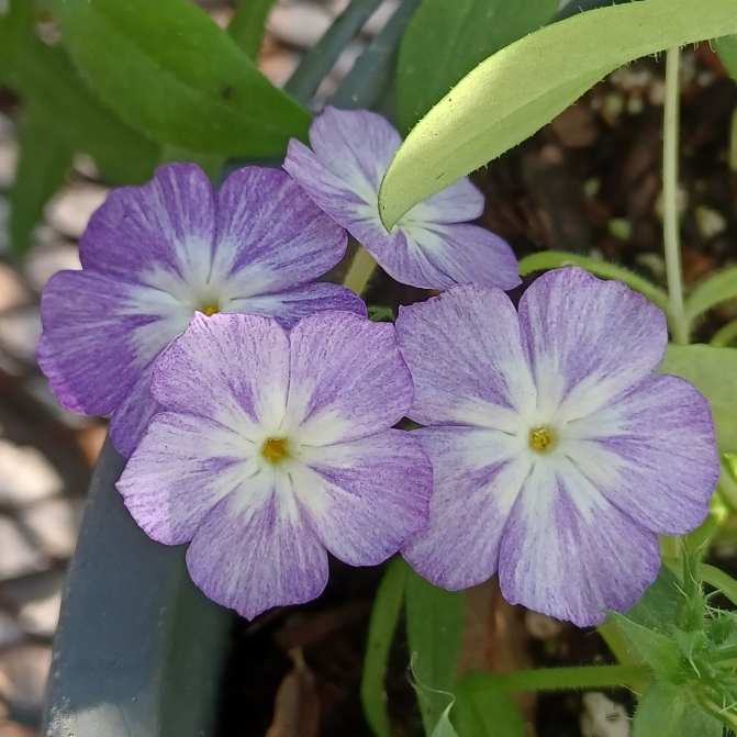 plant image 1649068 plant image 1649068