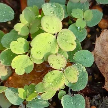 Aquilegia Canadensis
