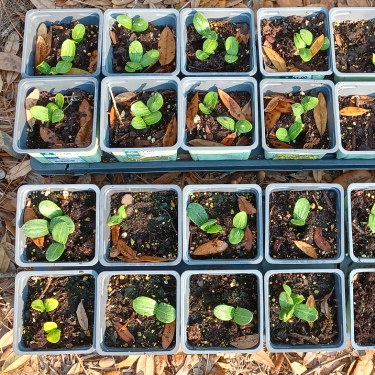 plant image 1649874