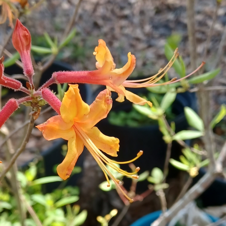plant image 1652505 plant image 1652505