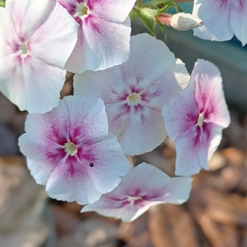 plant image 1654460 plant image 1654460