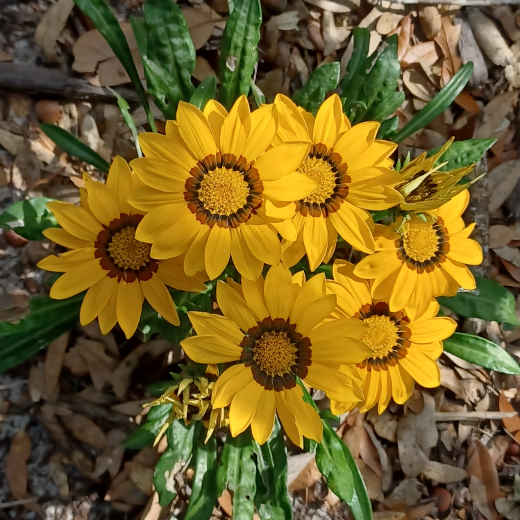 plant image 1655590 plant image 1655590