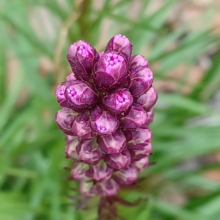 plant image 1659382 plant image 1659382