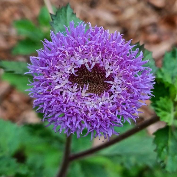 plant image 1659650 plant image 1659650