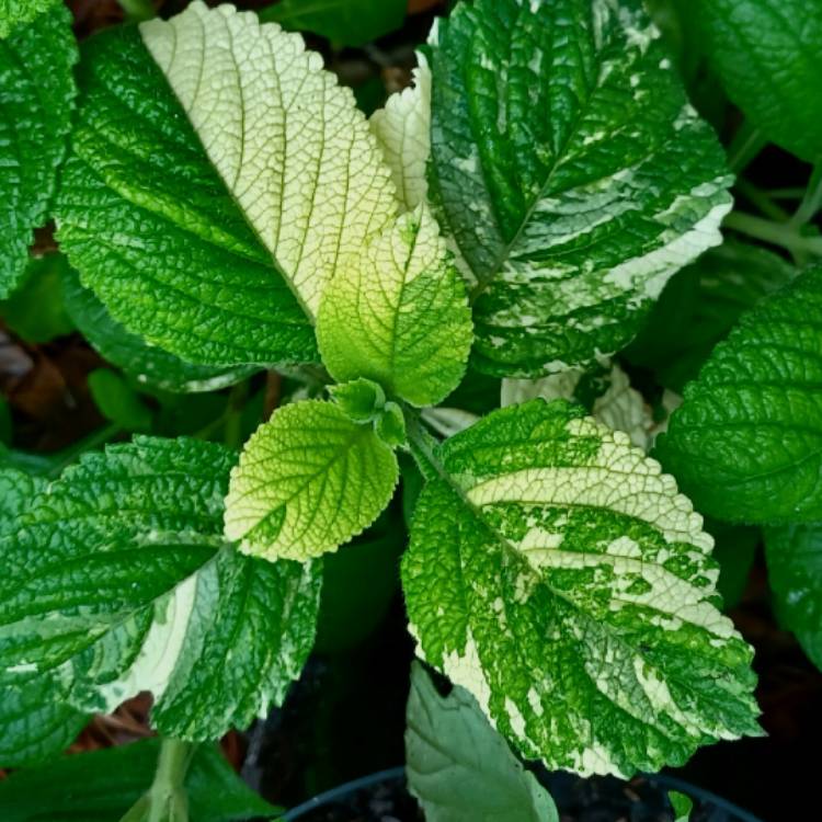 plant image 1660375 plant image 1660375