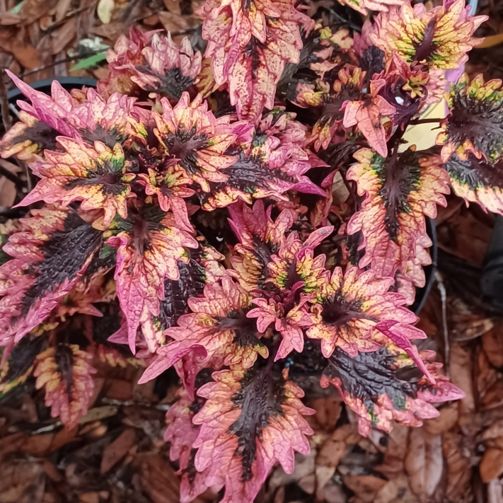 plant image 1660378 plant image 1660378