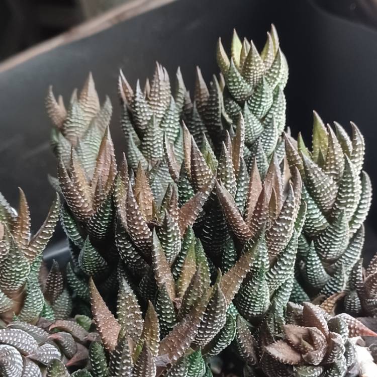 Plant image Haworthia Coarctata