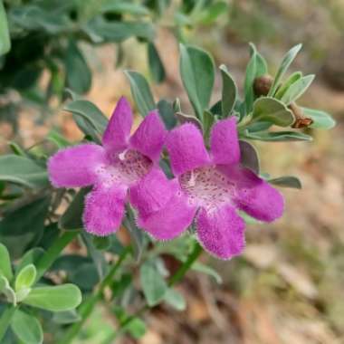 Leucophyllum frutescens