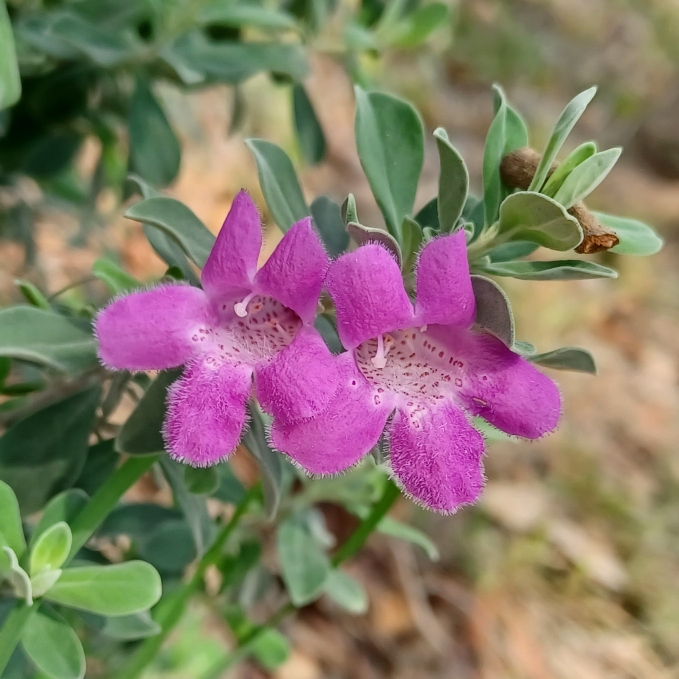 Plant image Leucophyllum frutescens