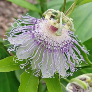 Purple Passion Flower