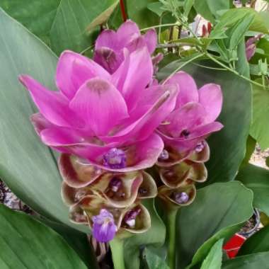 Theresa's garden