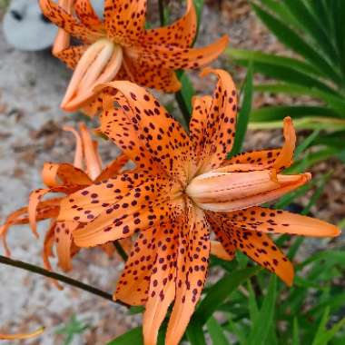 Lily (Species) Double-flowered Tiger Lily